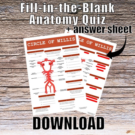 Circle of Willis Anatomy QUIZ Worksheet + Answers - Digital Download Printable Anatomy Worksheet Med Nurse Biology Student Study Notes