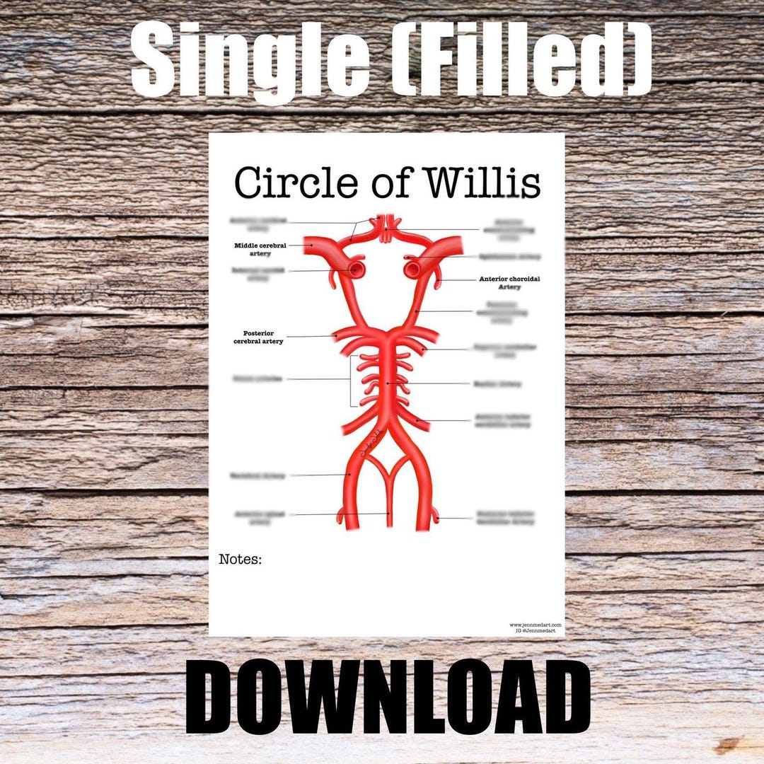 Circle of Willis Anatomy Worksheet- Single FILLED- Digital Download ...
