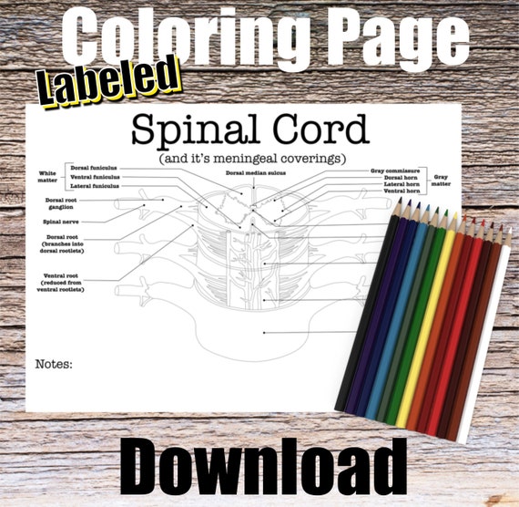 Spinal Cord Anatomy Coloring Page- LABELED- Digital Download Spine Anatomy Diagram Anatomy Worksheet Med Student Study Guide Anatomy Art