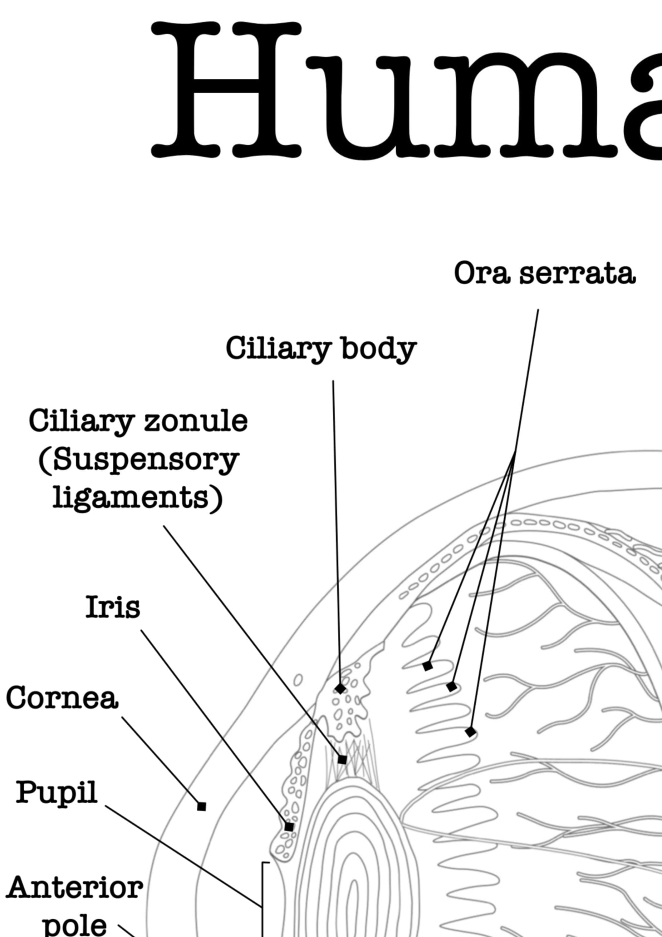 Human Eyeball Coloring Page | Labeled | Eye Anatomy Study Guide | RN ...