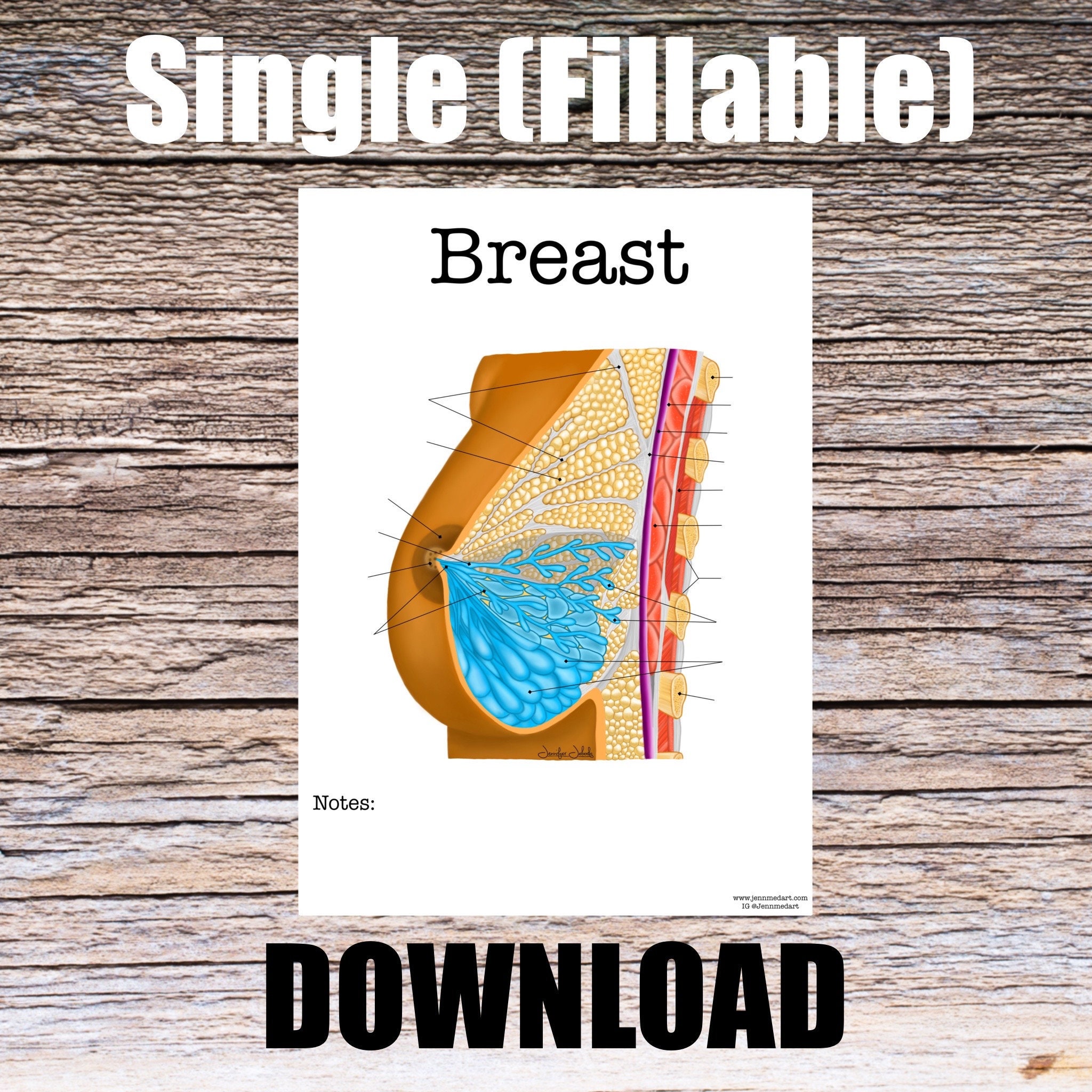 Breast Anatomy Worksheet- Single FILLABLE- Digital Download Human