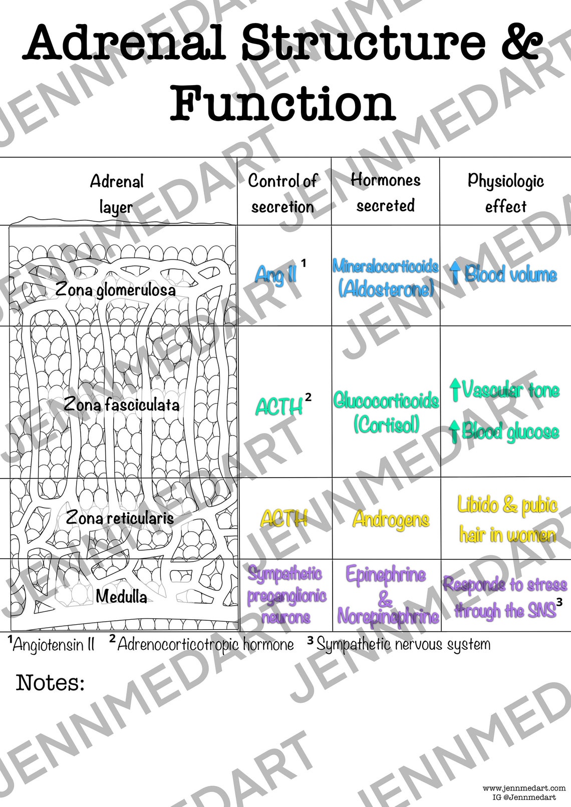 Adrenal Structure and Function Anatomy Coloring Page LABELED Digital ...