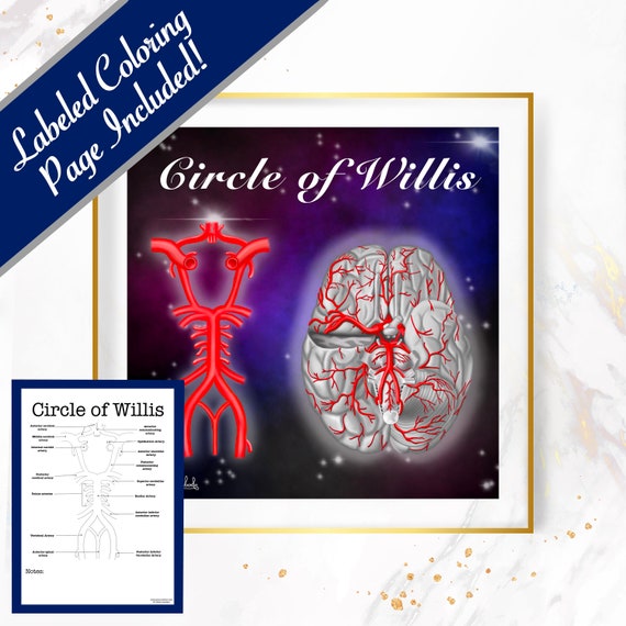 Circle of Willis - 30x30, Digital Download Neurosurgeon Gift Neurologist Gift Doctors Office Poster Brain Vessel Art Brain Anatomy Wall Art