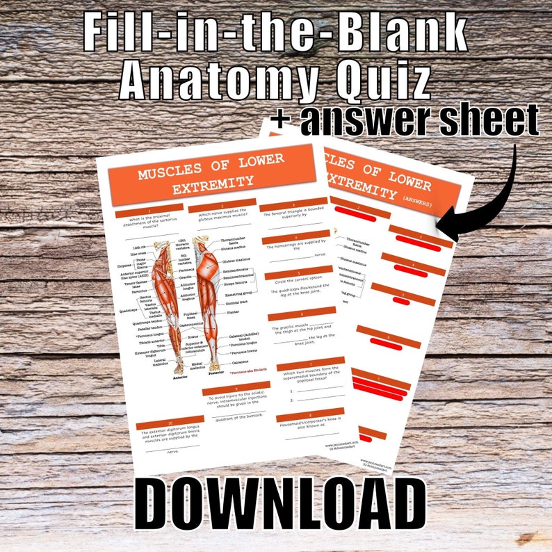 Muscles of the Lower Extremities Anatomy QUIZ Worksheet Answers Digital