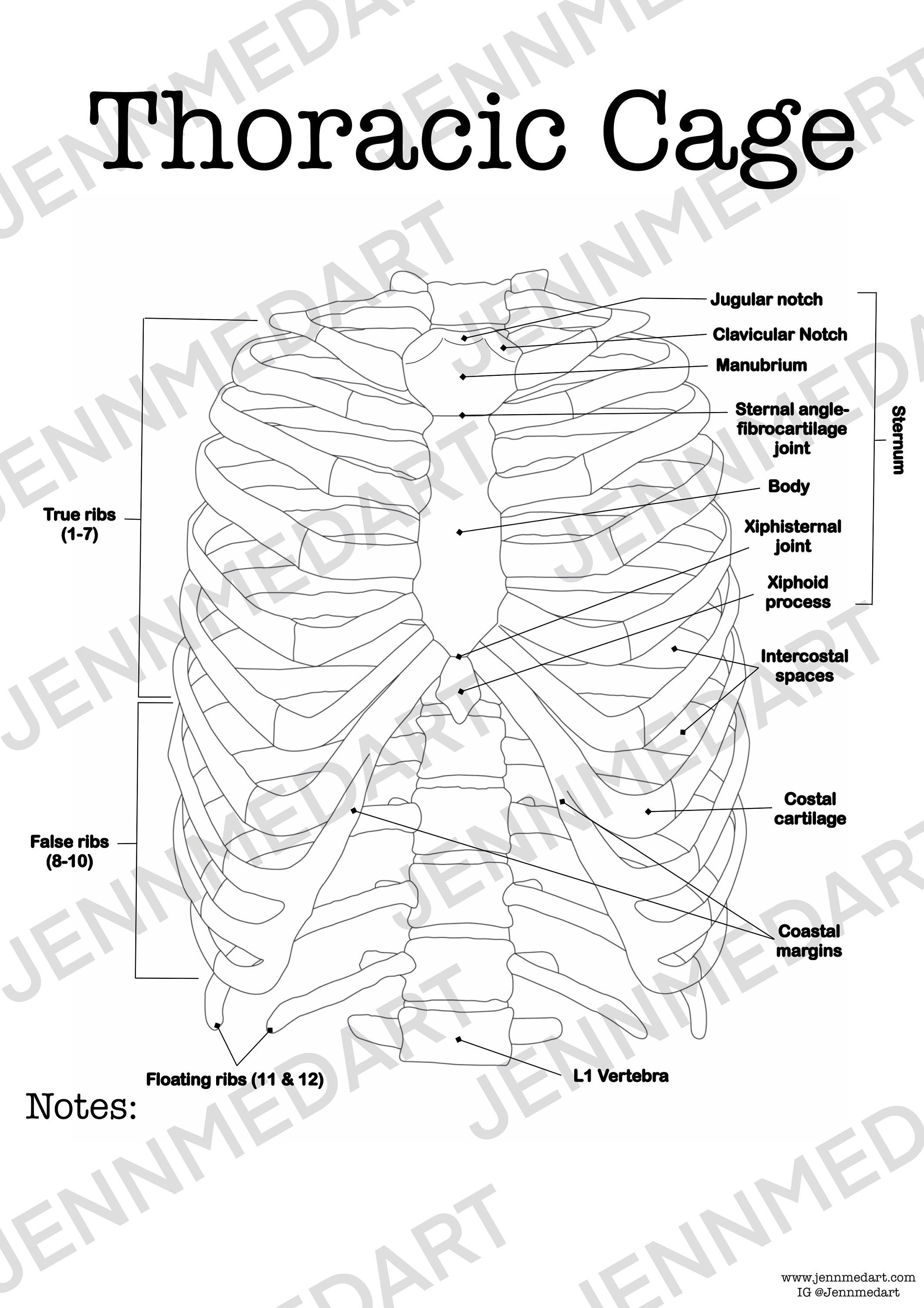 Thoracic Cage Anatomy Coloring Page Labeled Digital Download Ribcage