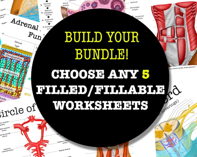 Build-Your-Own Filled/Fillable Anatomy Worksheet Bundle - 5 Pages - Digital Download Anatomy Notes Anatomy Worksheet Med Student Study Guide