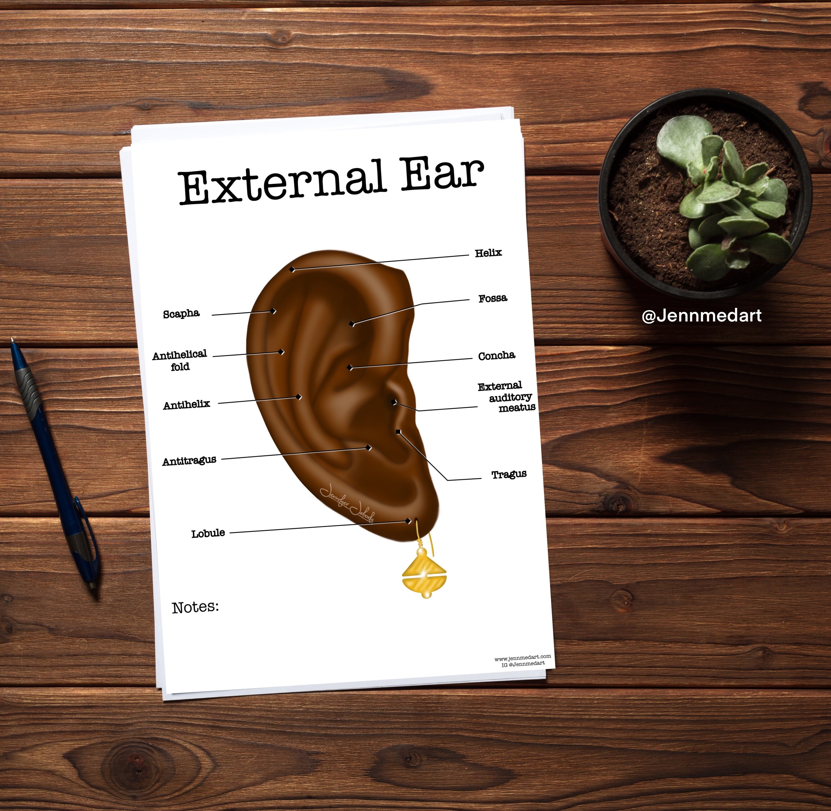 External Ear Anatomy Worksheet (SINGLE FILLABLE)