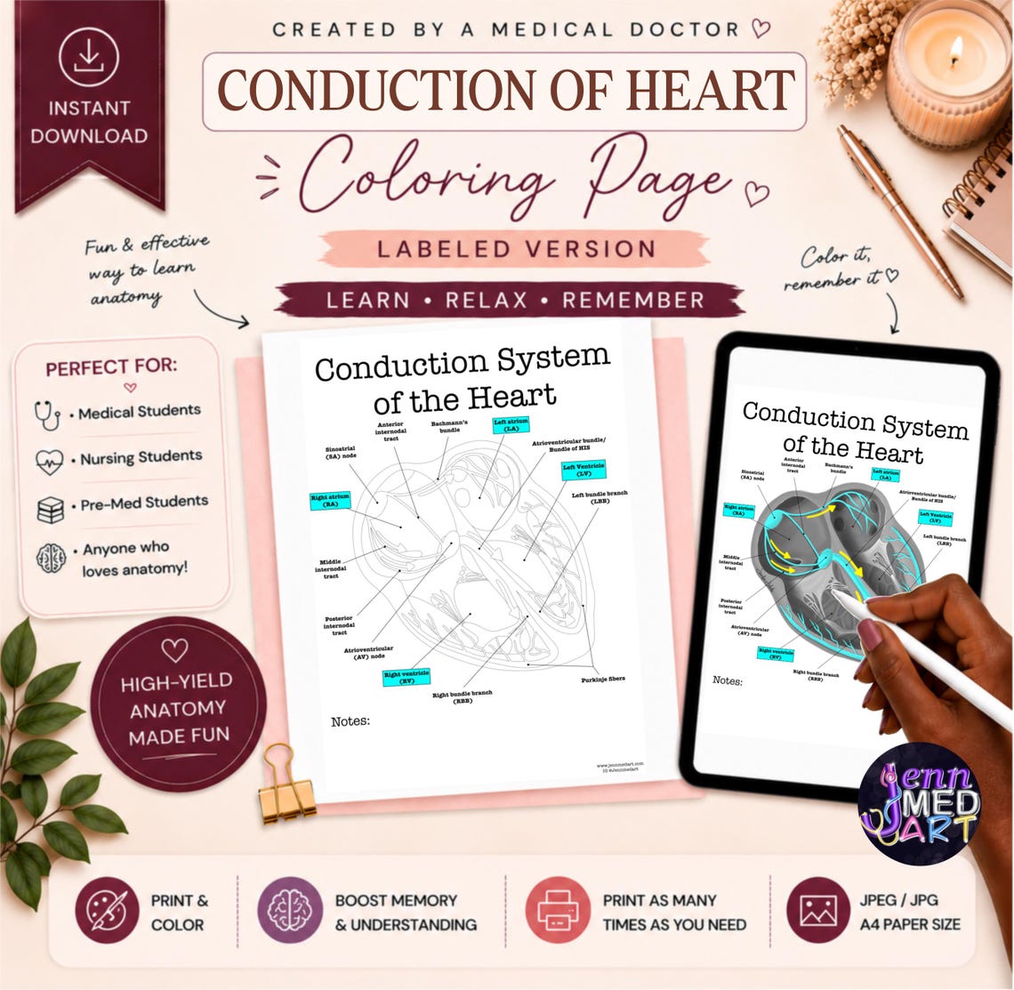 Heart Conduction System Coloring Page | Labeled | Cardiac Anatomy Study ...