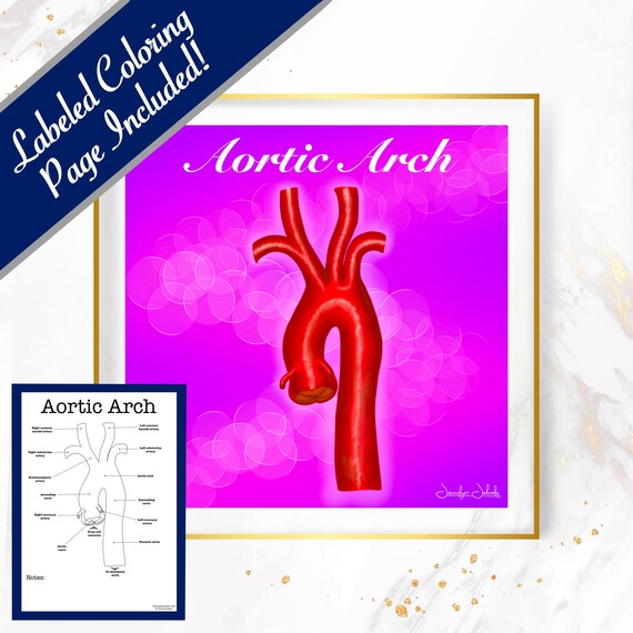 Aortic Arch - 30x30, Digital Download Cardiologist Gift Cardiac Gift Private Practice Poster Heart Vessel Art Arch of Aorta Anatomy Wall Art