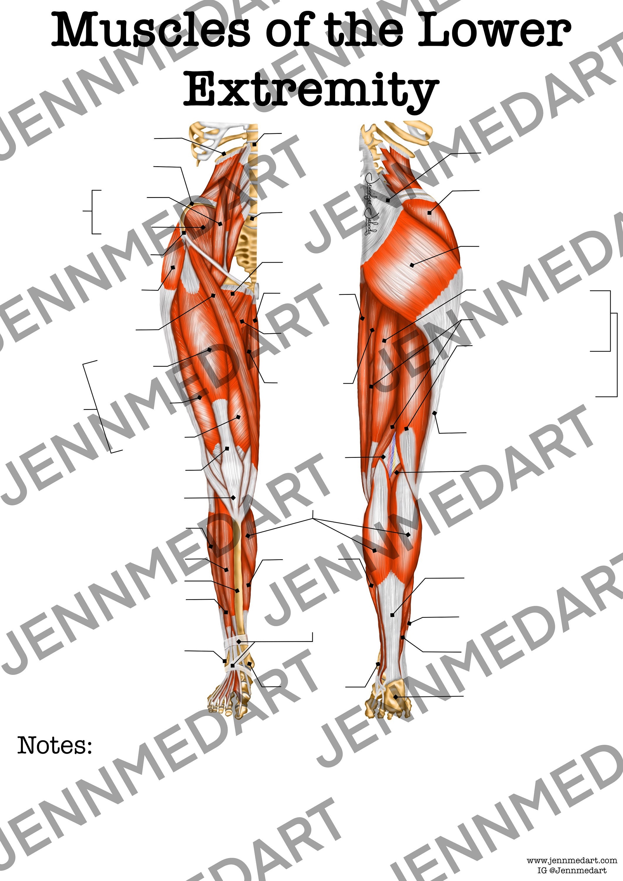Muscles of the Lower Extremity Anatomy Worksheet- Single FILLABLE ...