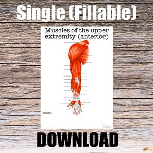 May include: A white poster with a detailed anatomical illustration of the muscles of the upper extremity, labeled "Muscles of the upper extremity (anterior)". The word "DOWNLOAD" is at the bottom, and "Single (Fillable)" is at the top.