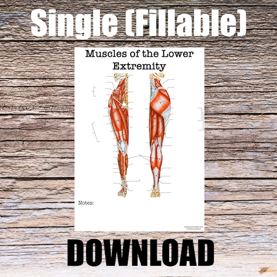 Muscles of the Lower Extremity Anatomy Worksheet- Single FILLABLE- Digital Download Human Anatomy Notes Learning Anatomy Medical Poster Med