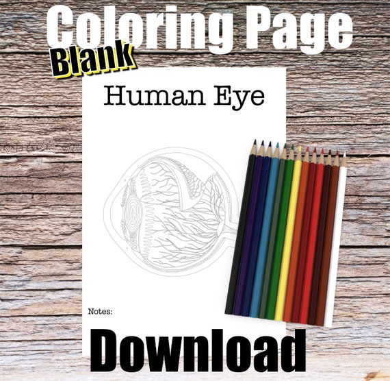 Human Eyeball Anatomy Coloring Page- BLANK- Digital Download Eye Anatomy Diagram Anatomy Worksheet RN PA Ophthalmology Student Study Notes