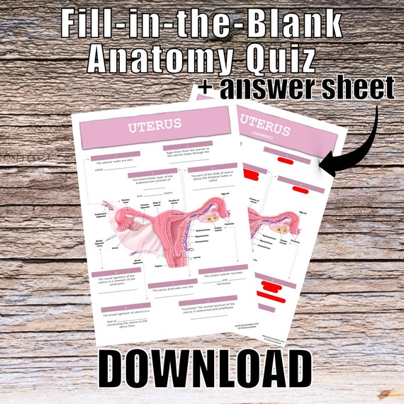 Uterus Anatomy QUIZ Worksheet + Answers - Digital Download Printable Anatomy Worksheet Med Nurse PA Science Biology Student Study Notes