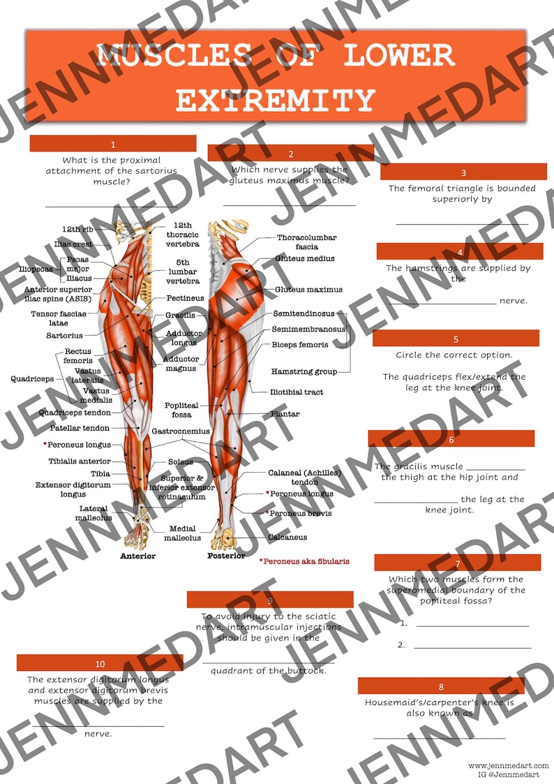 Muscles of the Lower Extremities Anatomy QUIZ Worksheet Answers Digital