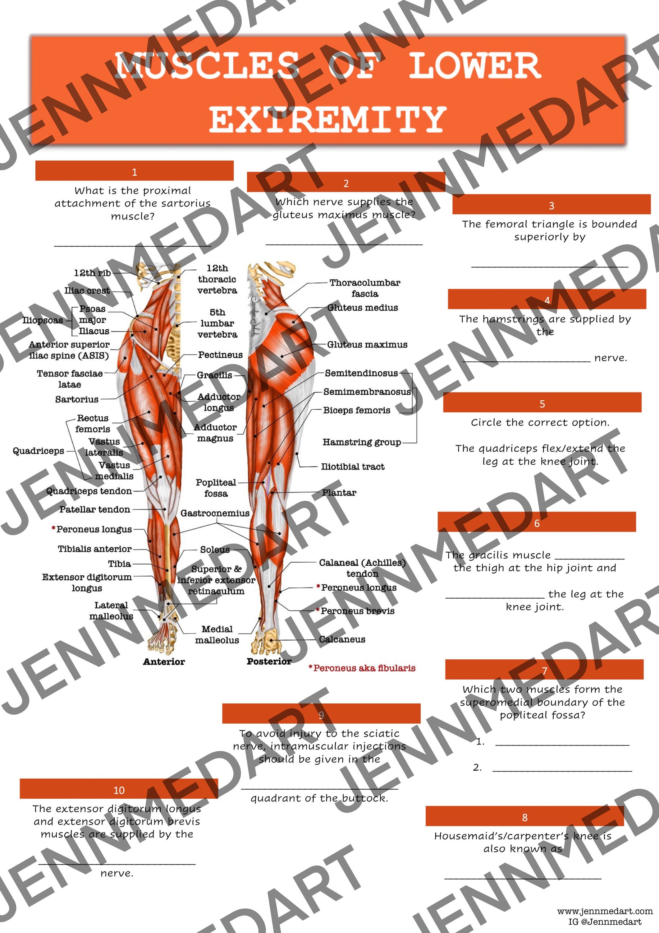 Muscles of the Lower Extremities Anatomy QUIZ Worksheet + Answers ...