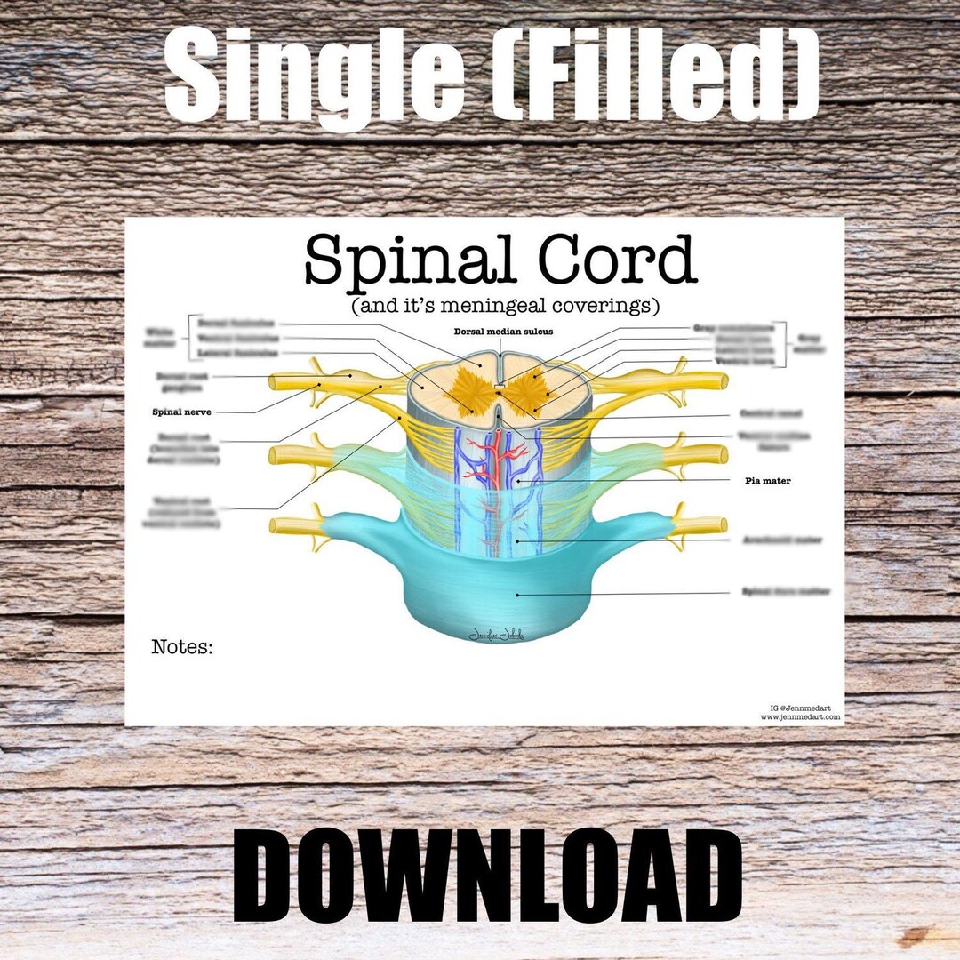 Spinal Cord Anatomy Worksheet- Single FILLED- Digital Download Human ...