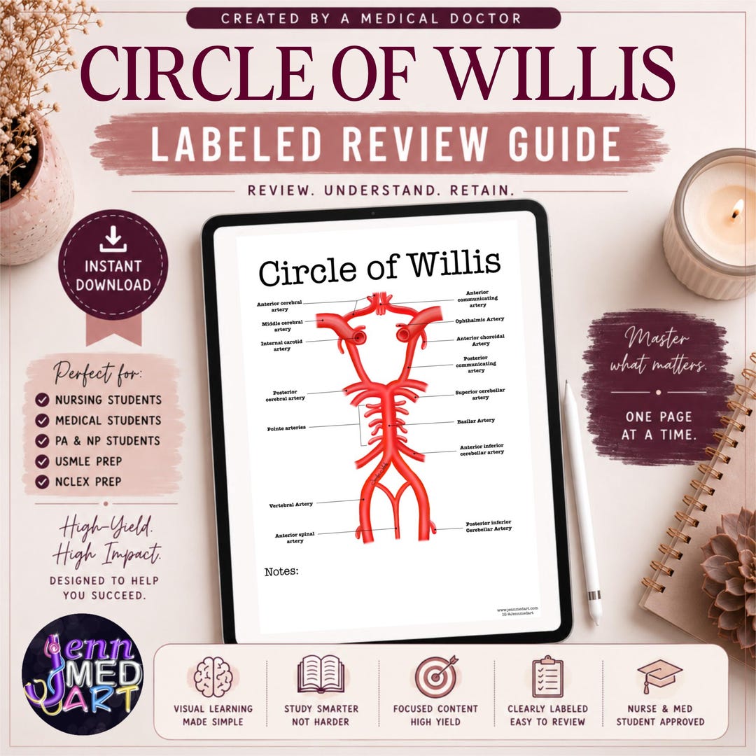 Circle of Willis Review Guide | Labeled | Brain Blood Supply Study ...