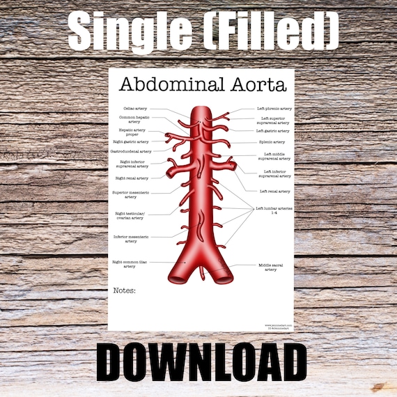 Abdominal Aorta Anatomy Worksheet- Single FILLED- Digital Download Human Anatomy Chart Learning Anatomy Medical Poster Med Nurse PA Student