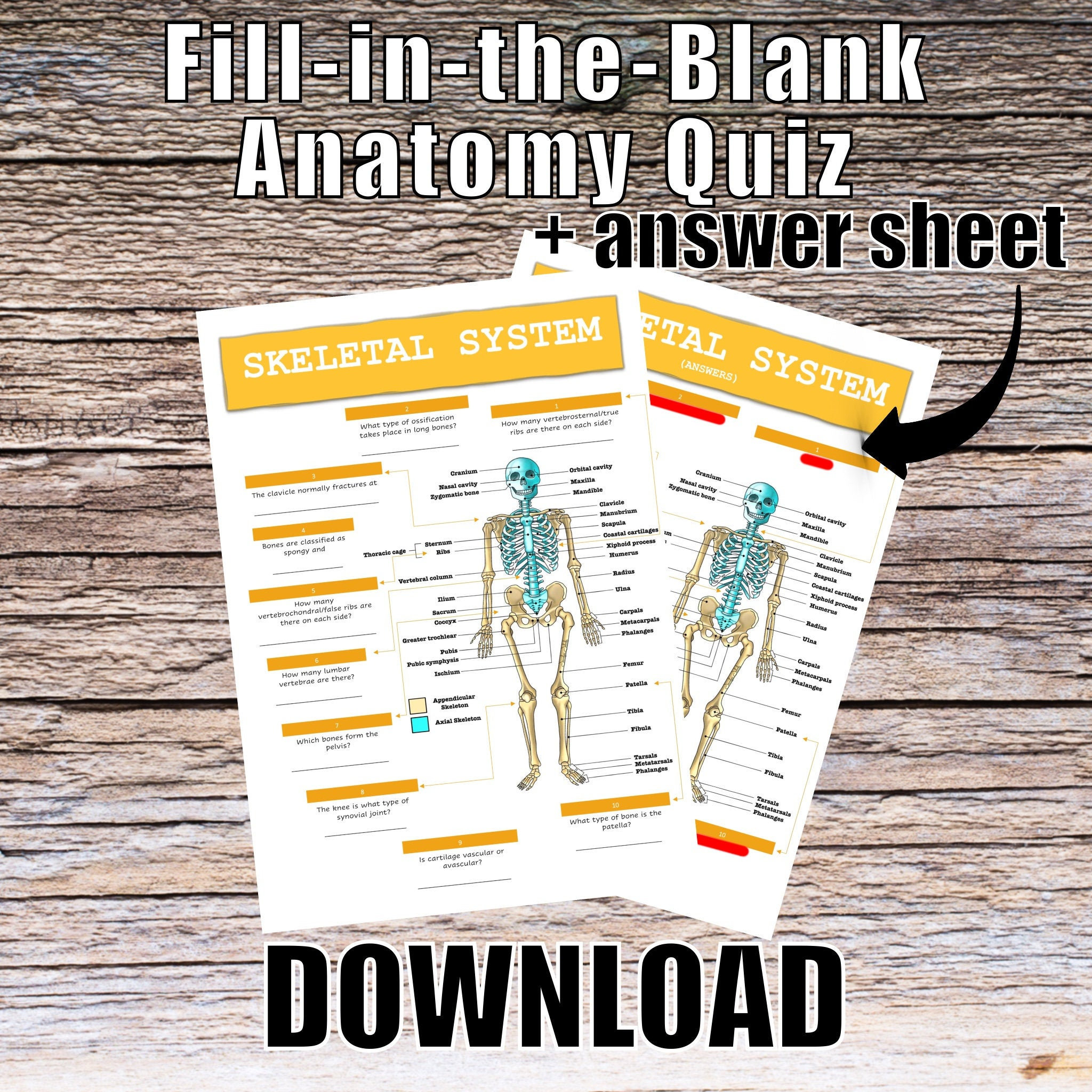 Skeletal System Anatomy QUIZ Worksheet Answers Digital Etsy UK