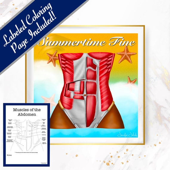 Summertime Fine Abs - 30x30, Digital Download General Surgeon Gift Plastic Surgeon Gift Doctors Office Poster Abdominal Anatomy Wall Art Abs