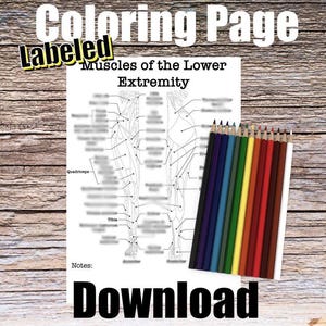 Muscles of the Lower Extremities Anatomy Coloring Page- LABELED- Digital Download Leg Muscle Anatomy Diagram Worksheet Student Study Guide