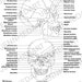 Cranial Bones Anatomy Coloring Page- LABELED- Digital Download Skull ...