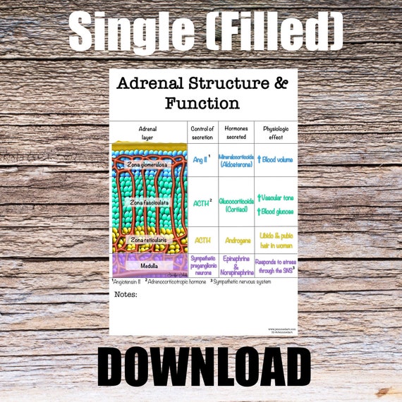 Adrenal Structure & Function Anatomy Worksheet- Single FILLED- Digital Download Human Anatomy Chart Learning Anatomy Medical Poster Student