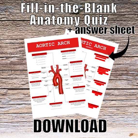 Aortic Arch Anatomy QUIZ Worksheet + Answers - Digital Download Printable Anatomy Worksheet Med Nurse PA Biology Student Study Notes