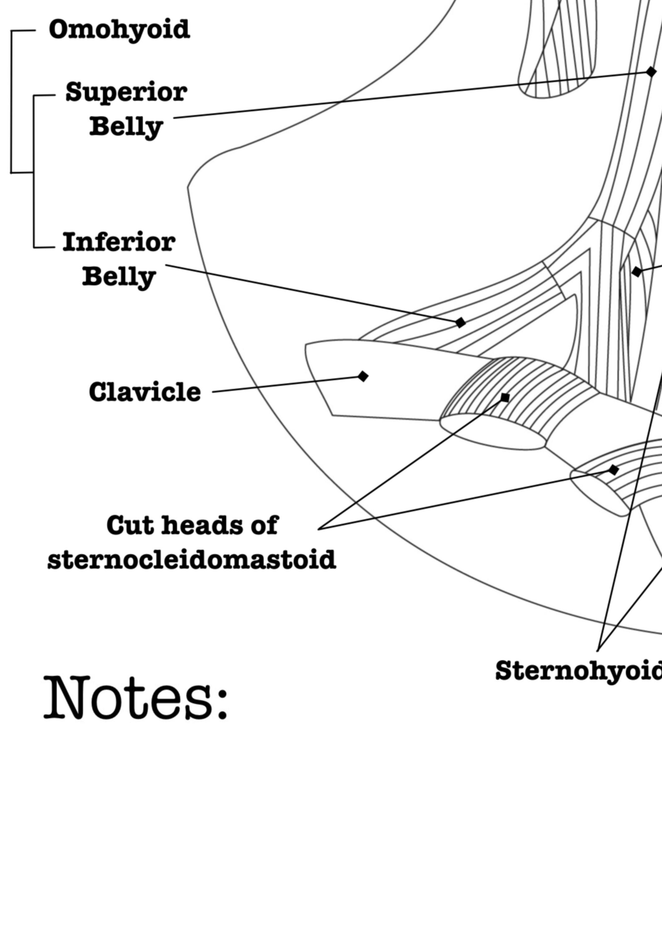 Muscles of the Neck Coloring Page | Labeled | Neck Anatomy Study Guide ...
