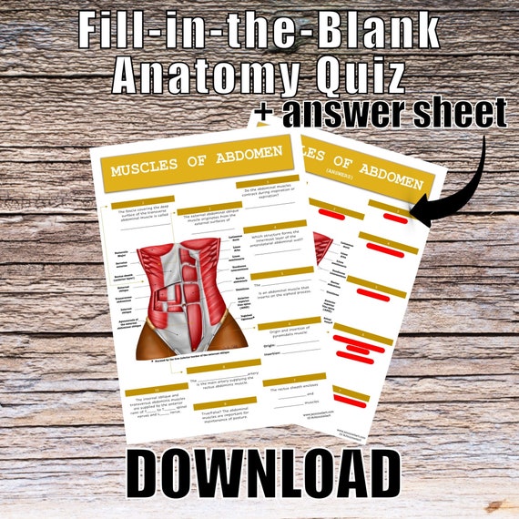 Muscles of the Abdomen Anatomy QUIZ Worksheet + Answers - Digital Download Printable Anatomy Worksheet Science Biology Student Study Notes