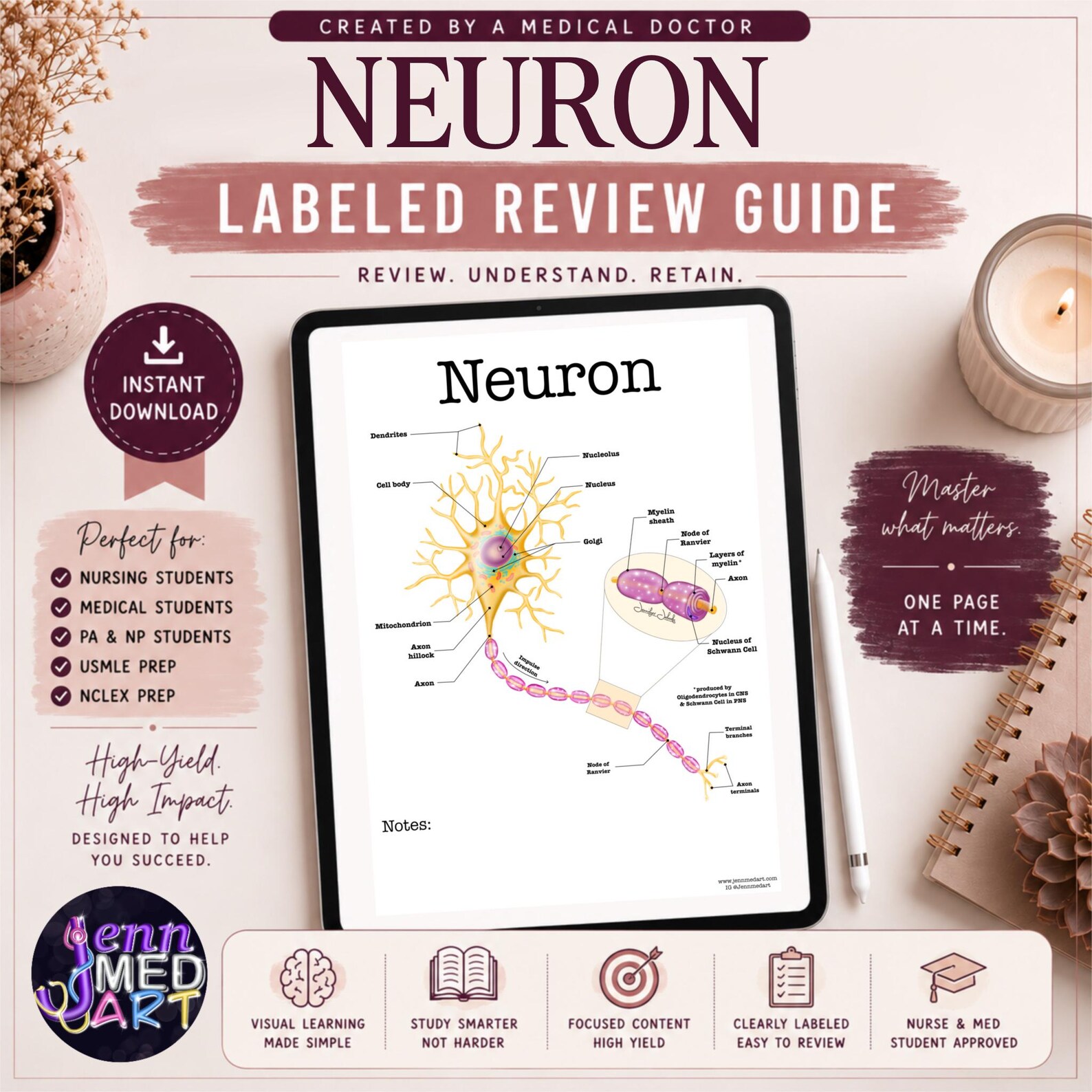 Neuron Study Guide Neuron Anatomy Review Guide | Labeled | Nervous System Study Sheet ...