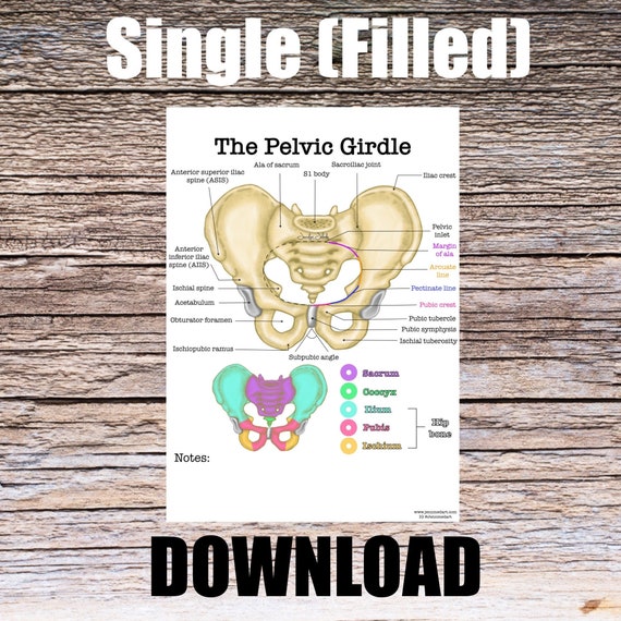 Pelvis Girdle Anatomy Worksheet- Single FILLED- Digital Download Human Anatomy Notes Anatomy Art Learning Anatomy Medical Poster Student