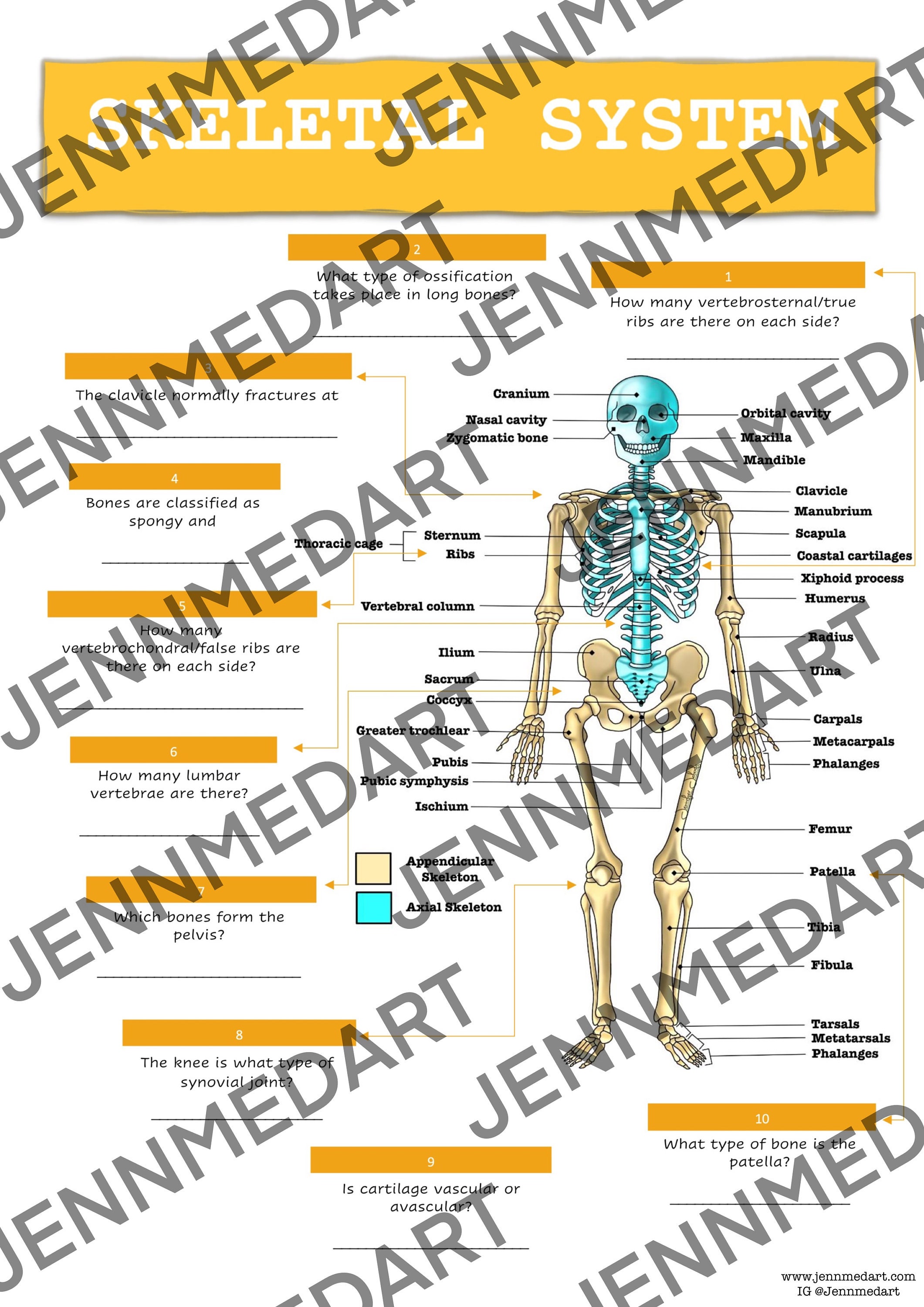 Skeletal System Anatomy Quiz