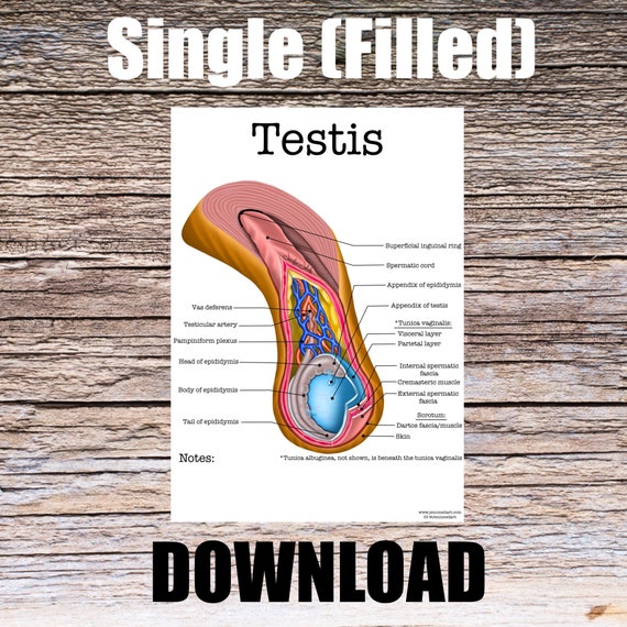 Testis Anatomy Worksheet- Single FILLED- Digital Download Human Anatomy Chart Anatomy Art Learning Anatomy Medical Poster Med Student