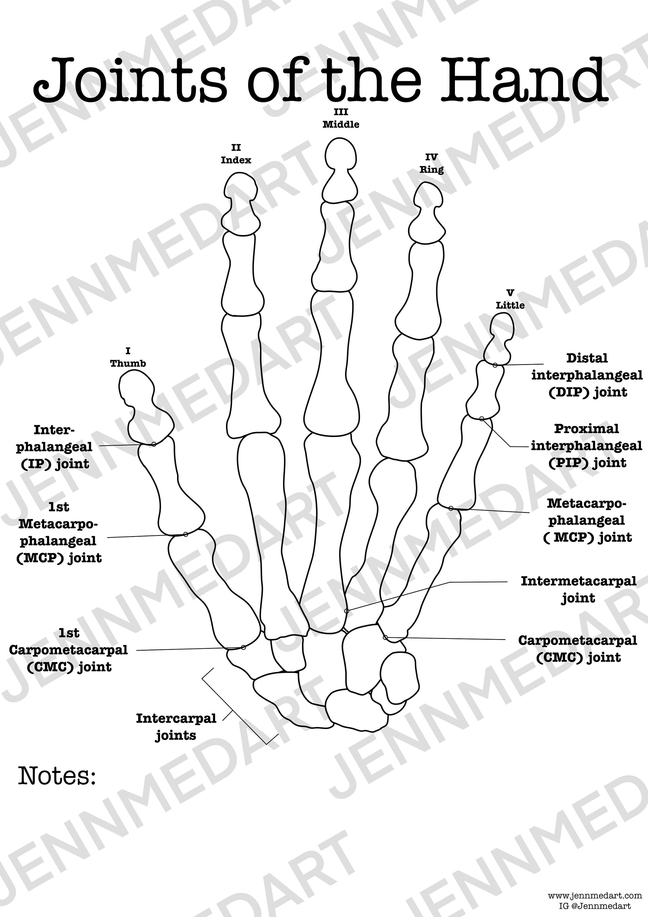 Joints of the Hand Anatomy Worksheet, 3-in-1 Set A Labeled Coloring Page