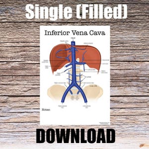 Könnte beinhalten: Ein Diagramm der unteren Hohlvene, einer großen Vene im menschlichen Körper, mit beschrifteter Leber und Herz. Die Vene ist in Blau dargestellt, die Leber in Rot. Das Diagramm ist mit "Inferiore Hohlvene" und "Einzeln (gefüllt)" beschriftet.