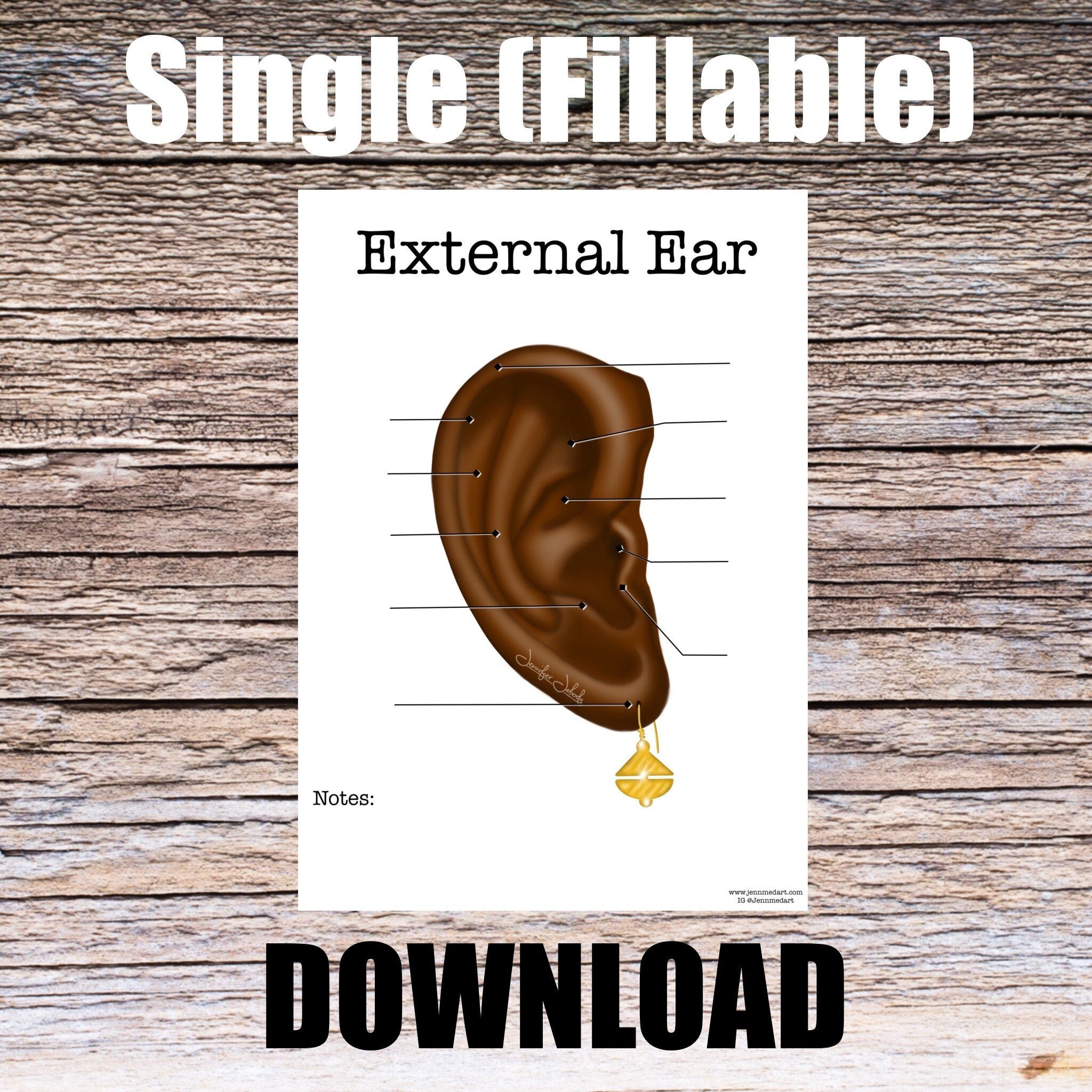 anatomy of the ear practice test anatomy of the ear practice test