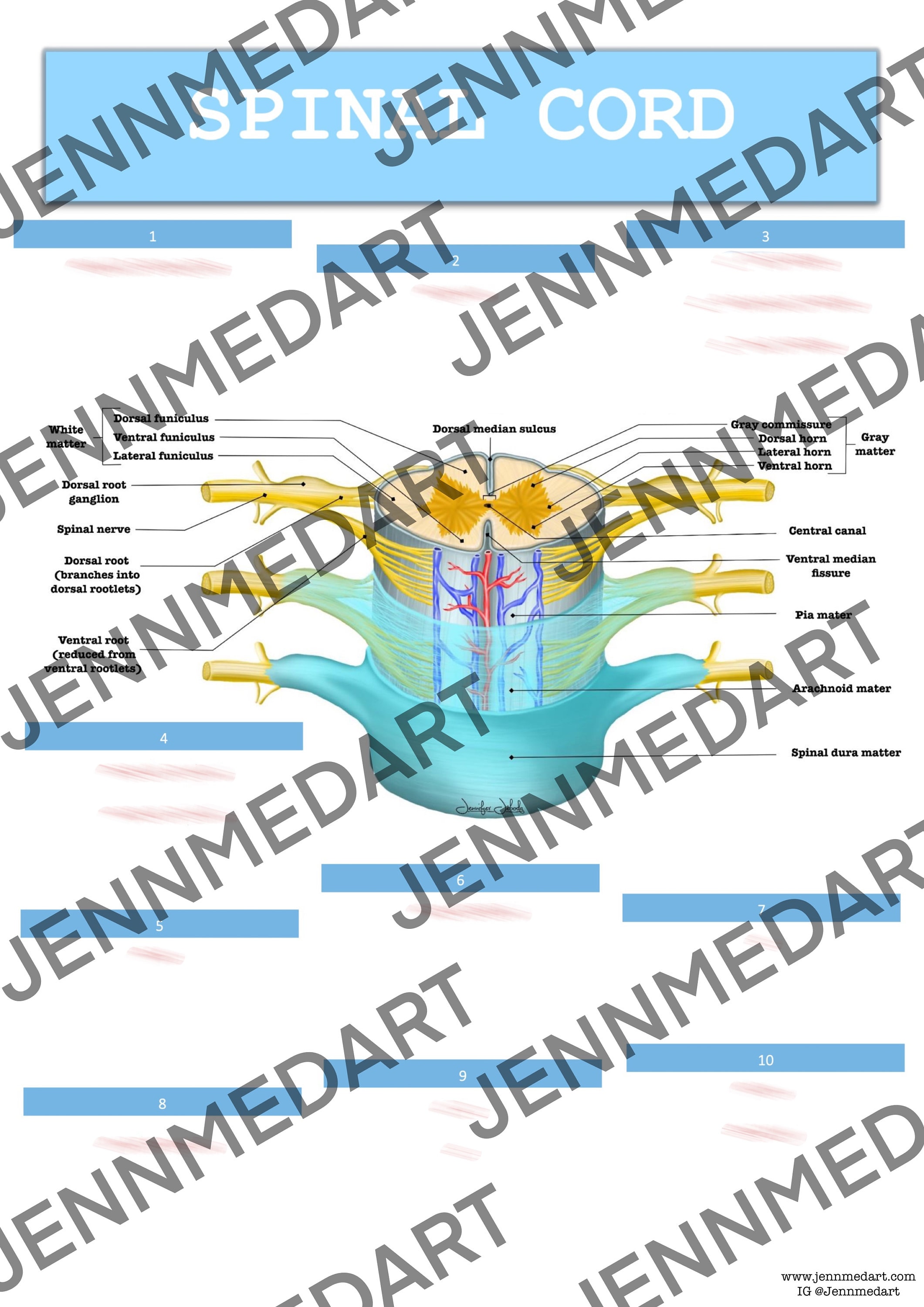Spinal Cord Anatomy QUIZ Worksheet Answers Digital Download Printable Anatomy Worksheet Med