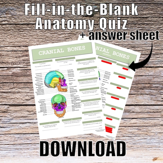 Cranial Bones Anatomy QUIZ Worksheet + Answers - Digital Download Printable Anatomy Worksheet Med Nurse Biology Student Study Notes