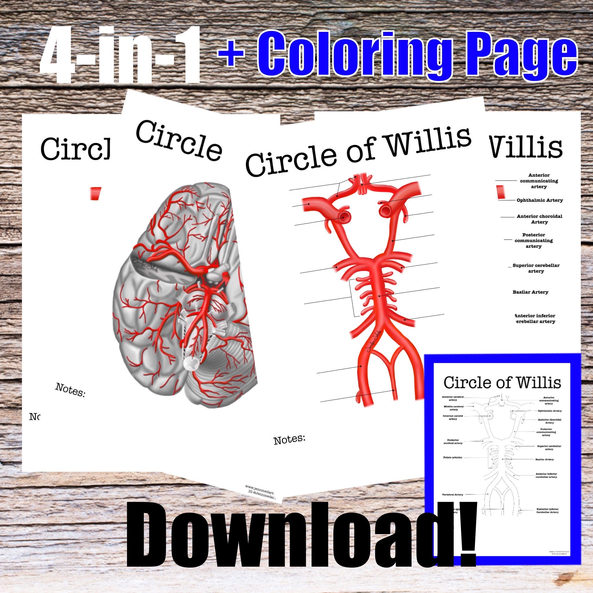 Circle Of Willis Anatomy Worksheet- 4-in-1 Set Circle Of Willis Poster