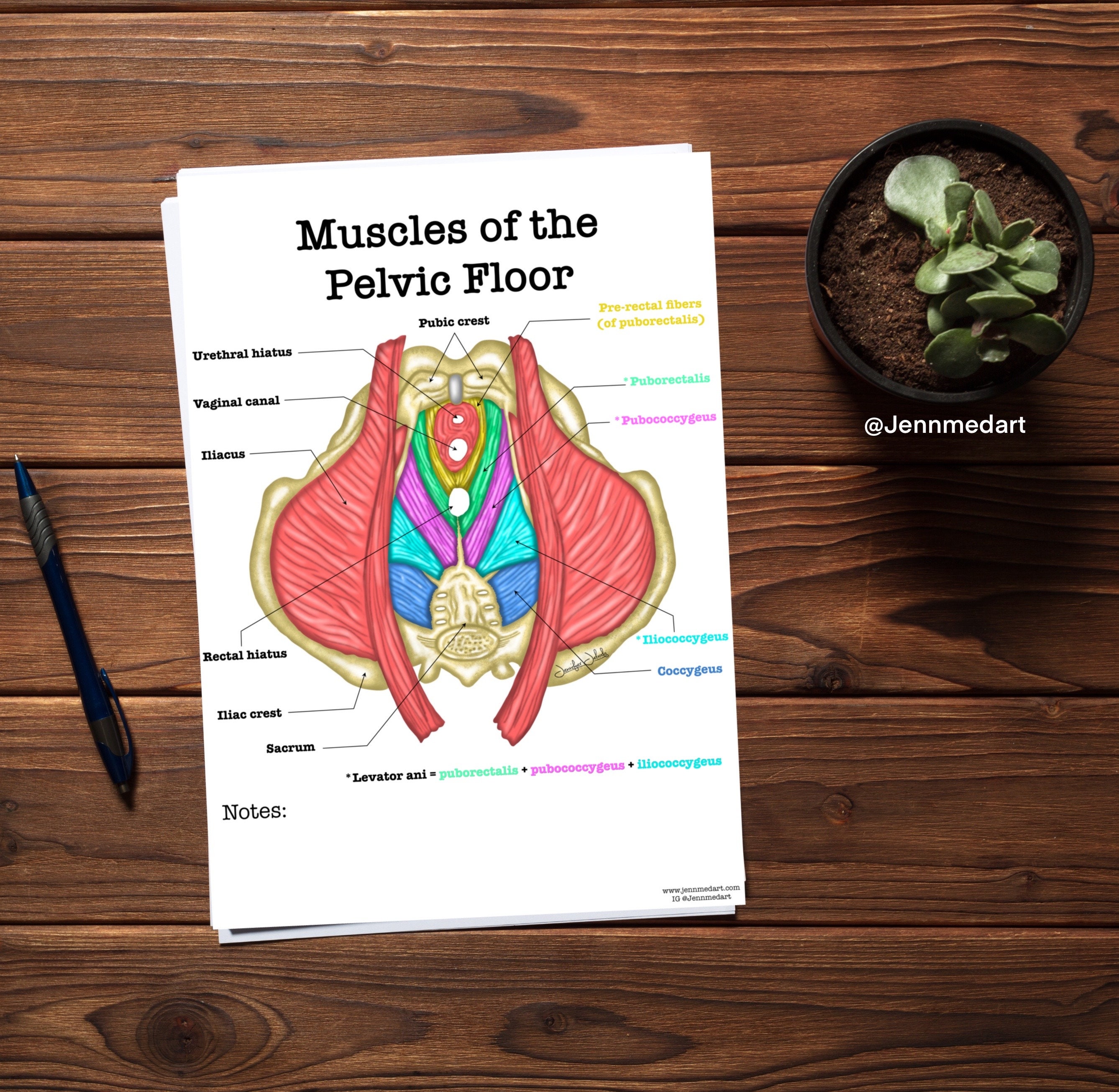 Pelvic Floor Anatomy Coloring Page Labeled Digital Download Muscle Biology Diagrams