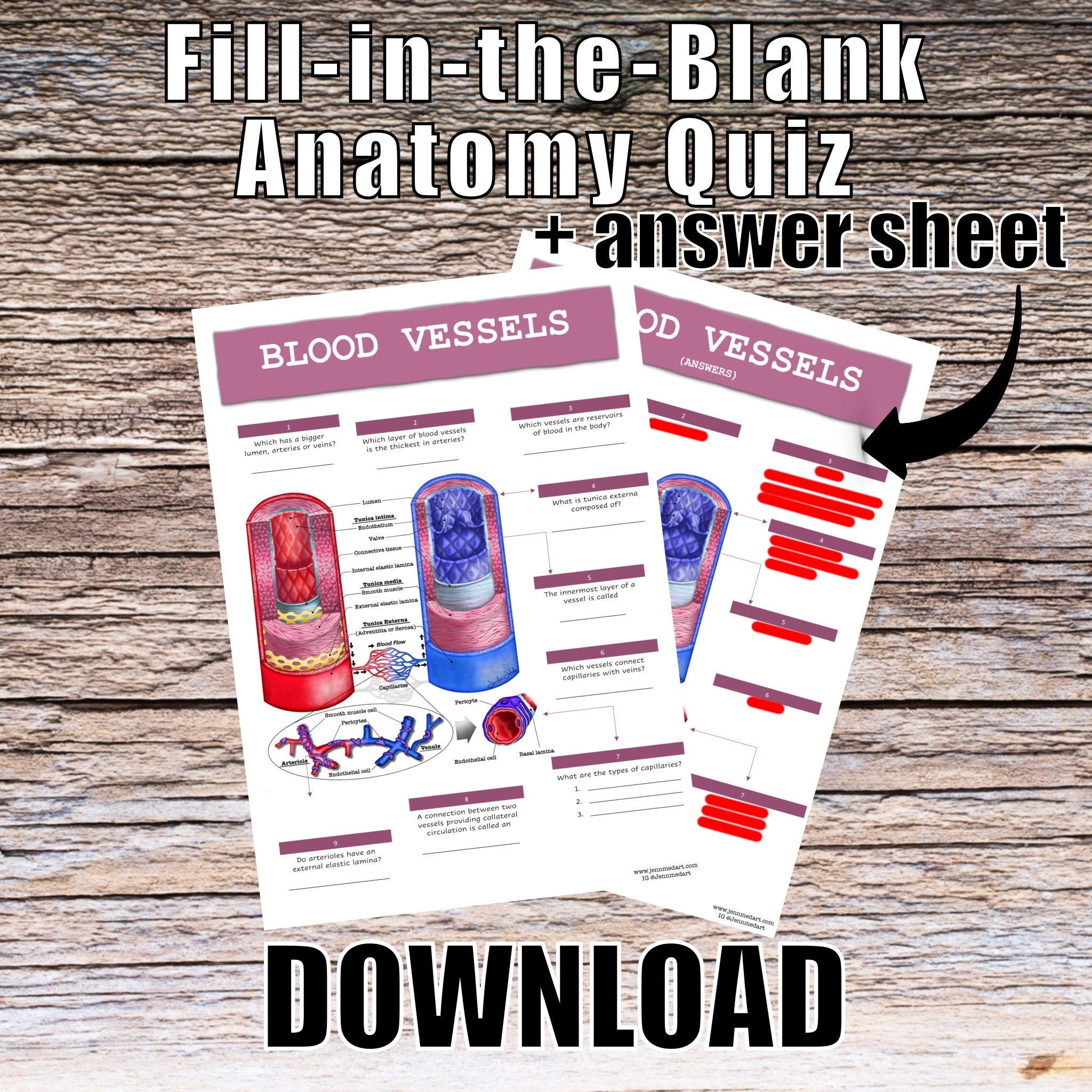 Blood Vessels Anatomy QUIZ Worksheet Answers Digital Download