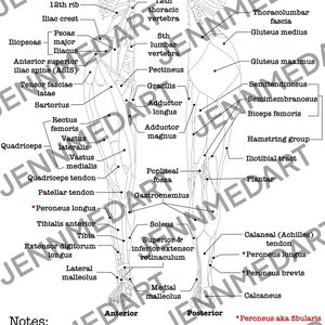 Muscles of the Lower Extremities Anatomy Coloring Page- LABELED ...