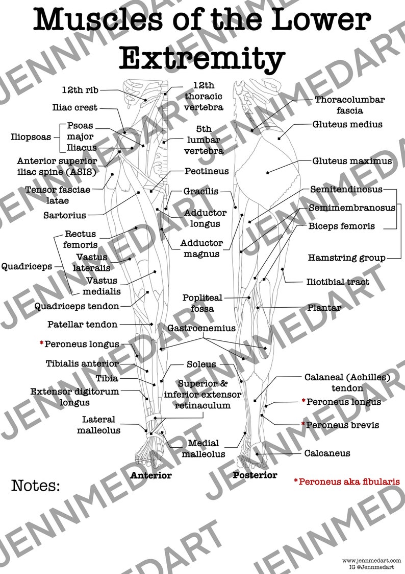 Muscles of the Lower Extremities Anatomy Coloring Page LABELED Digital