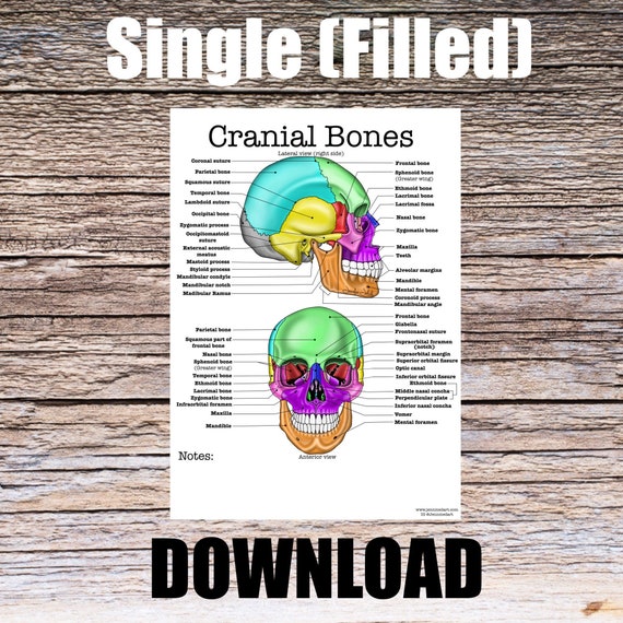 Cranial Bones Anatomy Worksheet- Single Filled, Digital Download Human Anatomy Chart Anatomy Art Learning Anatomy Medical Poster Med Student