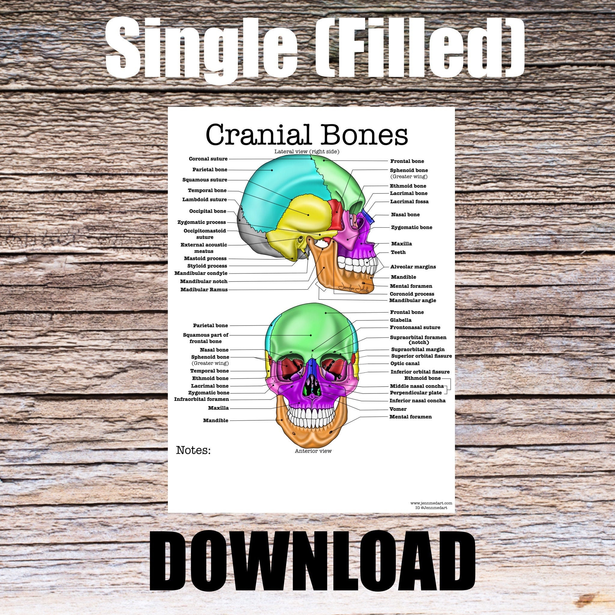 Cranial Bones Anatomy Worksheet- Single Filled, Digital Download Human ...
