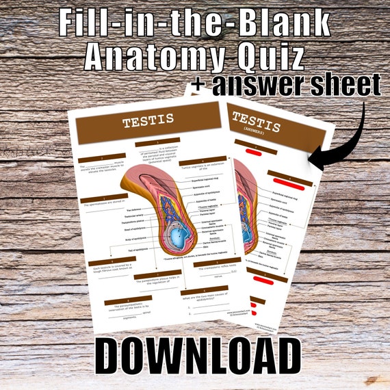 Testis Anatomy QUIZ Worksheet + Answers - Digital Download Printable Anatomy Worksheet Med Nurse PA Science Biology Student Study Notes