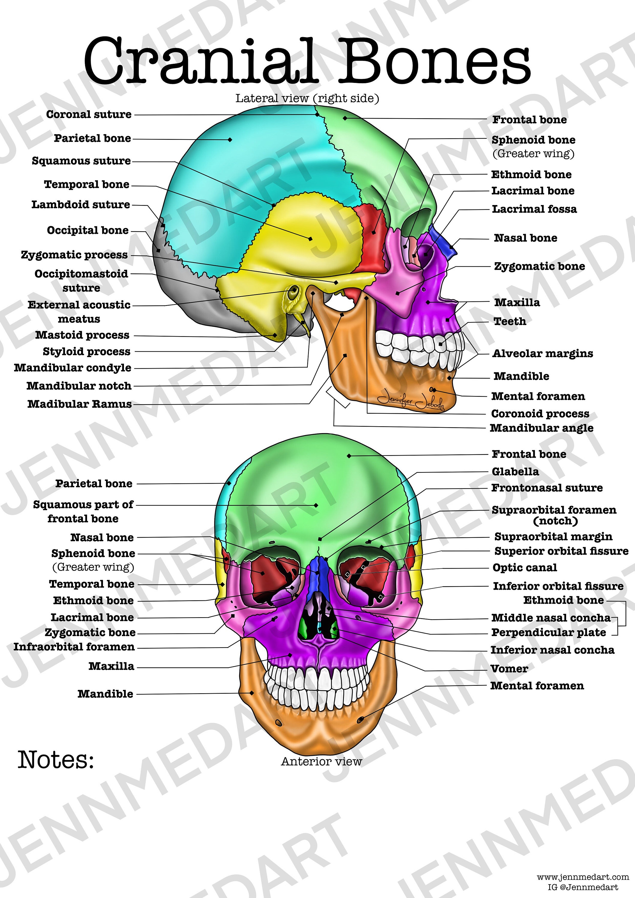 Cranial Bones Anatomy Worksheet, 3-in-1 Set A Labeled Coloring Page