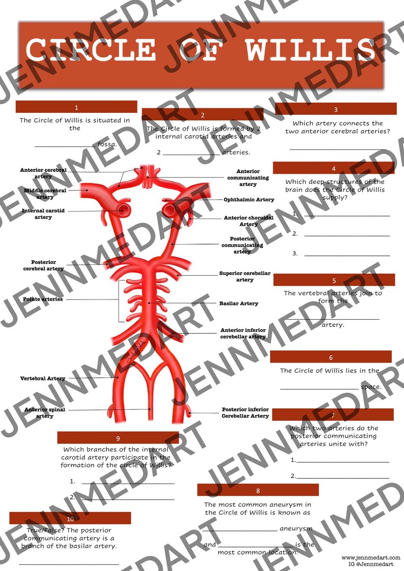 Circle of Willis Anatomy QUIZ Worksheet + Answers - Digital Download ...